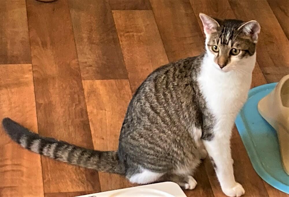 Enlarge Gregory, a Adoptable mixed breed in Mooresville, NC image 4/6