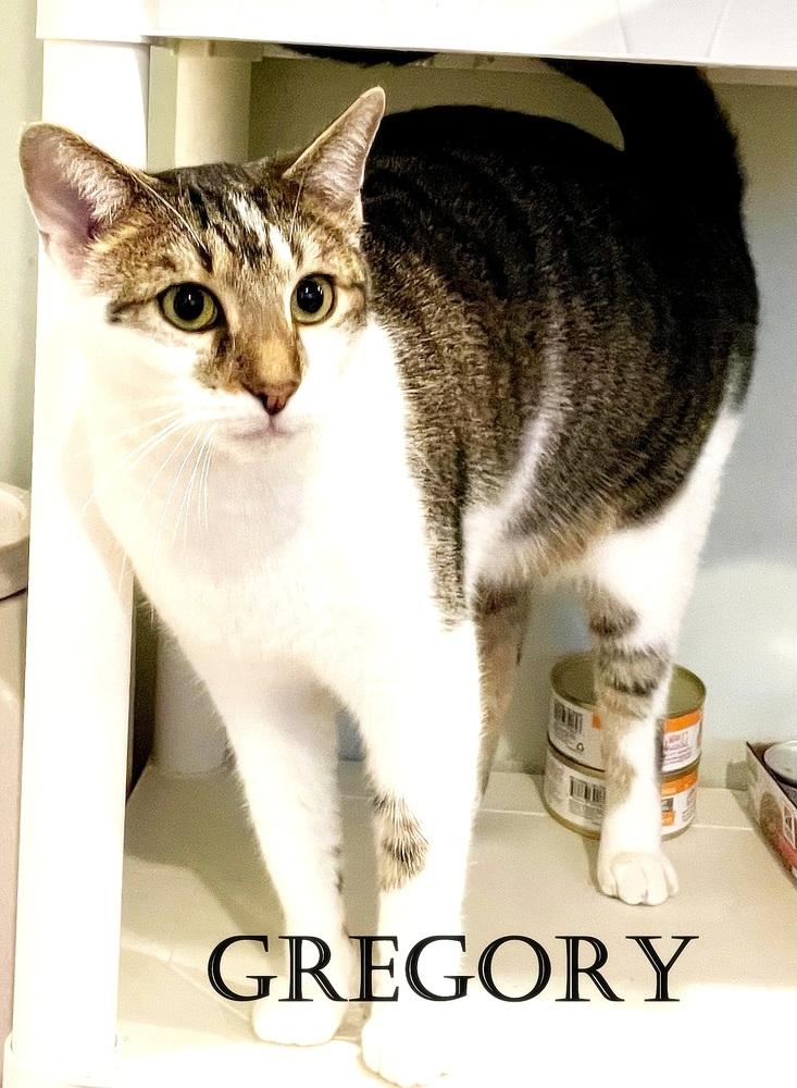 Enlarge Gregory, a Adoptable mixed breed in Mooresville, NC image 5/6