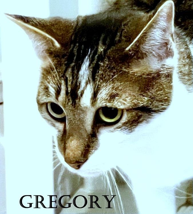 Enlarge Gregory, a Adoptable mixed breed in Mooresville, NC image 6/6