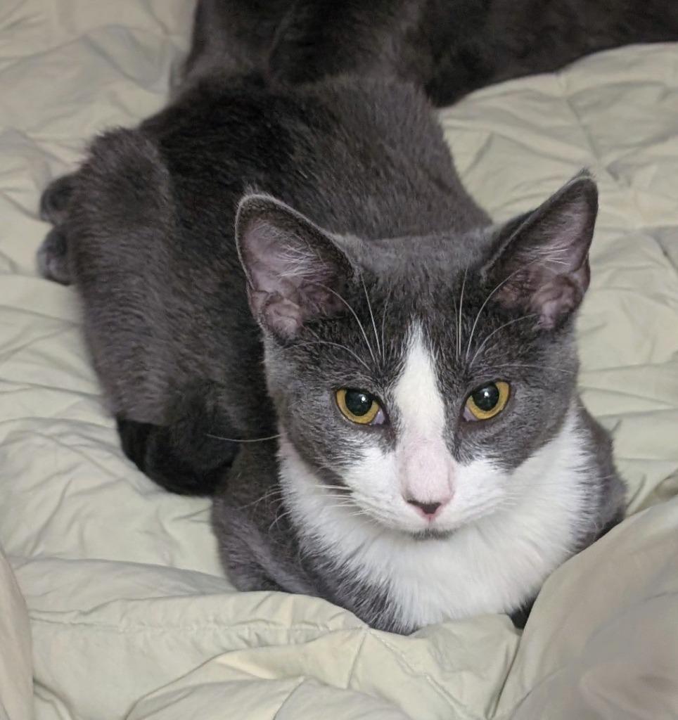 Charlotte, Adoptable, Young Female Domestic Short Hair.