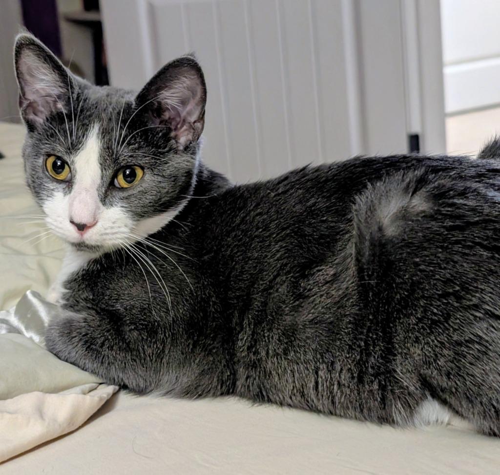 Enlarge Charlotte, a Adoptable mixed breed in Evans, GA image 2/3