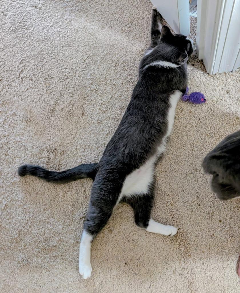 Enlarge Charlotte, a Adoptable mixed breed in Evans, GA image 3/3