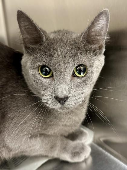 Ivy, a Adoptable mixed breed in Wichita, KS image 1/2