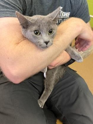 Ivy, a Adoptable mixed breed in Wichita, KS image 2/2