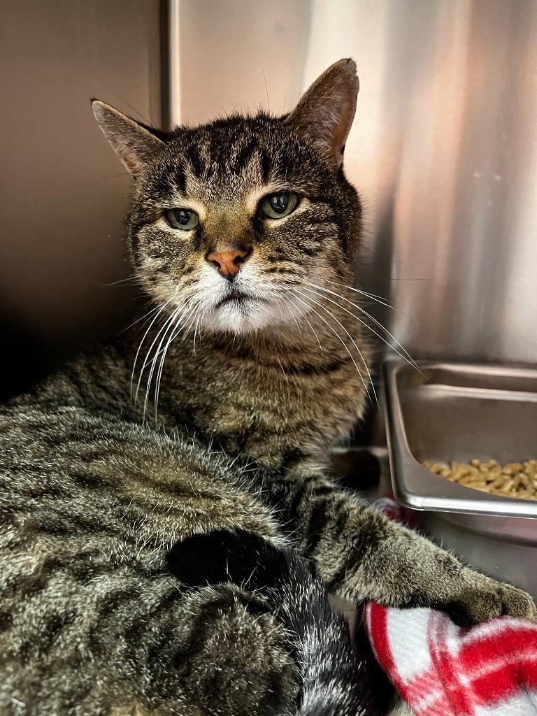 Haru, Adopted, Adult Male Domestic Short Hair.