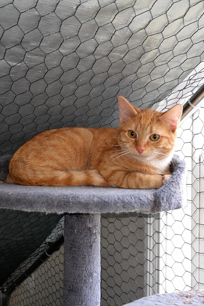 Megatron, ADOPTABLE, Young Male Domestic Short Hair.