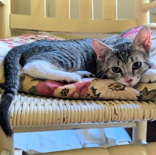 Enlarge Reina, a Adoptable Domestic Short Hair in Niantic, CT image 3/5