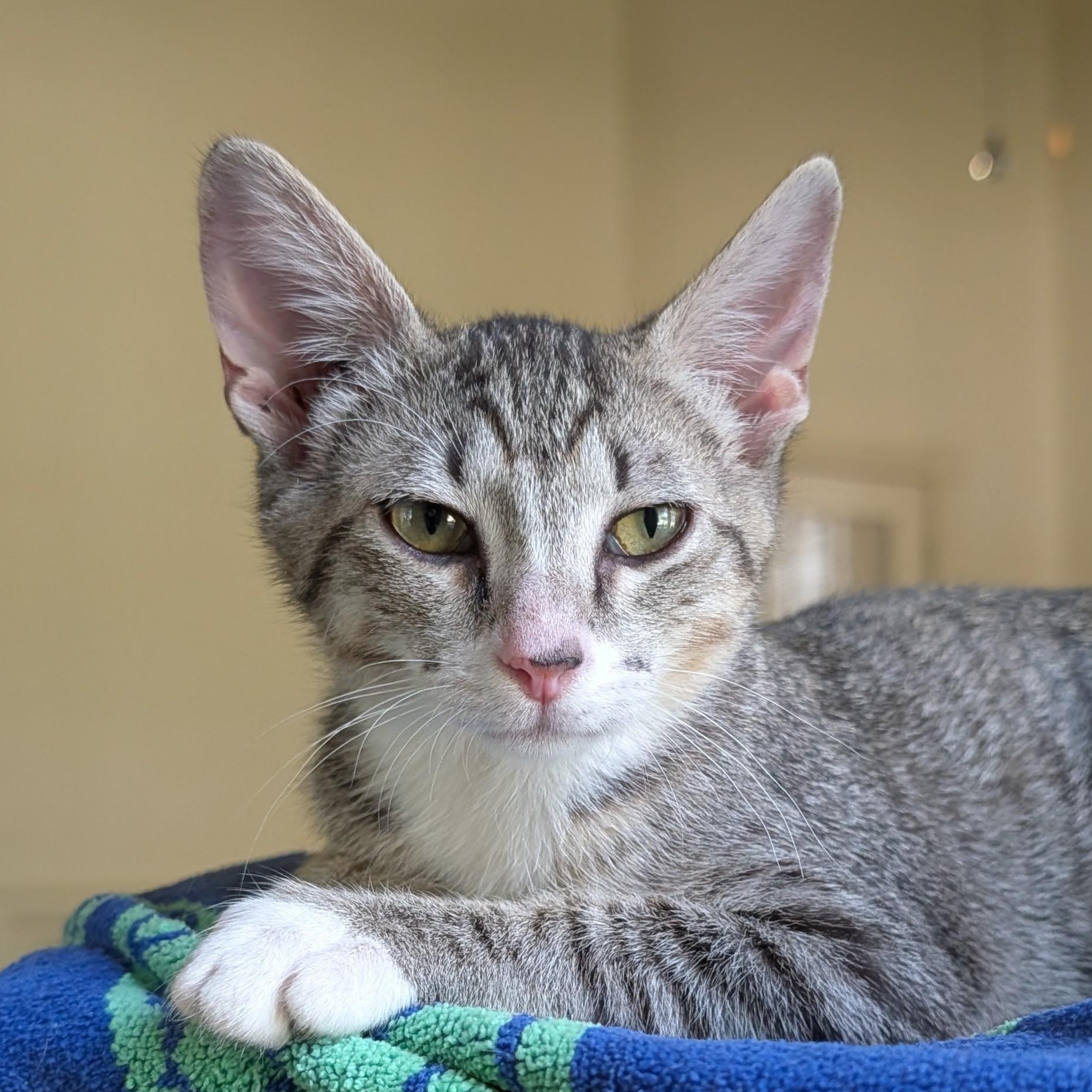 Enlarge Reina, a Adoptable Domestic Short Hair in Niantic, CT image 1/5