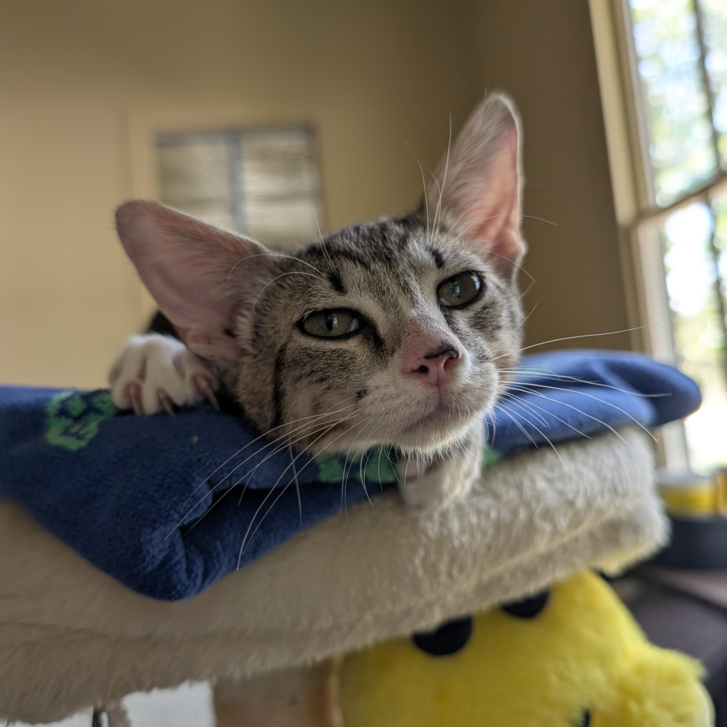 Enlarge Reina, a Adoptable Domestic Short Hair in Niantic, CT image 4/5