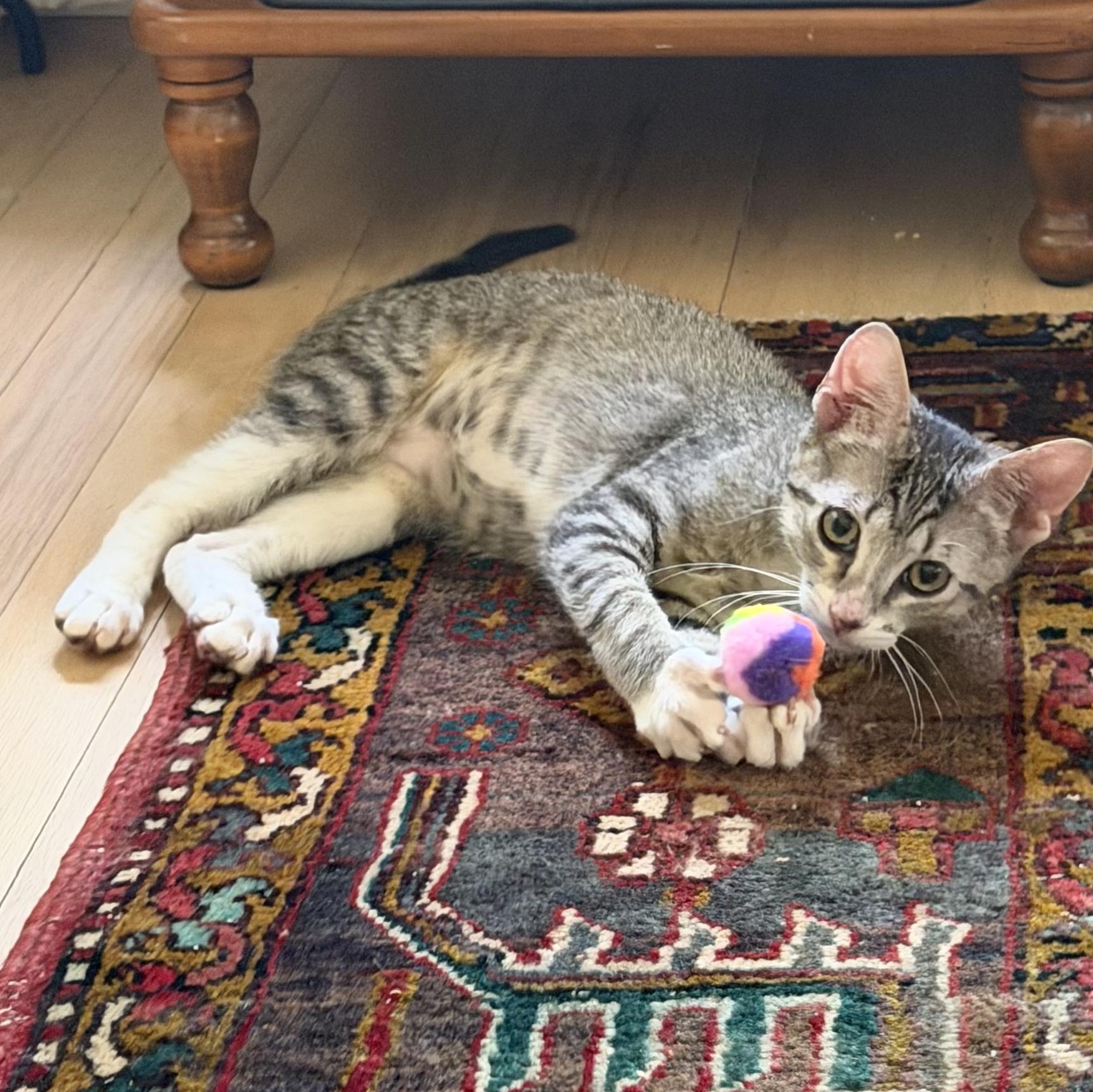 Enlarge Reina, a Adoptable Domestic Short Hair in Niantic, CT image 5/5