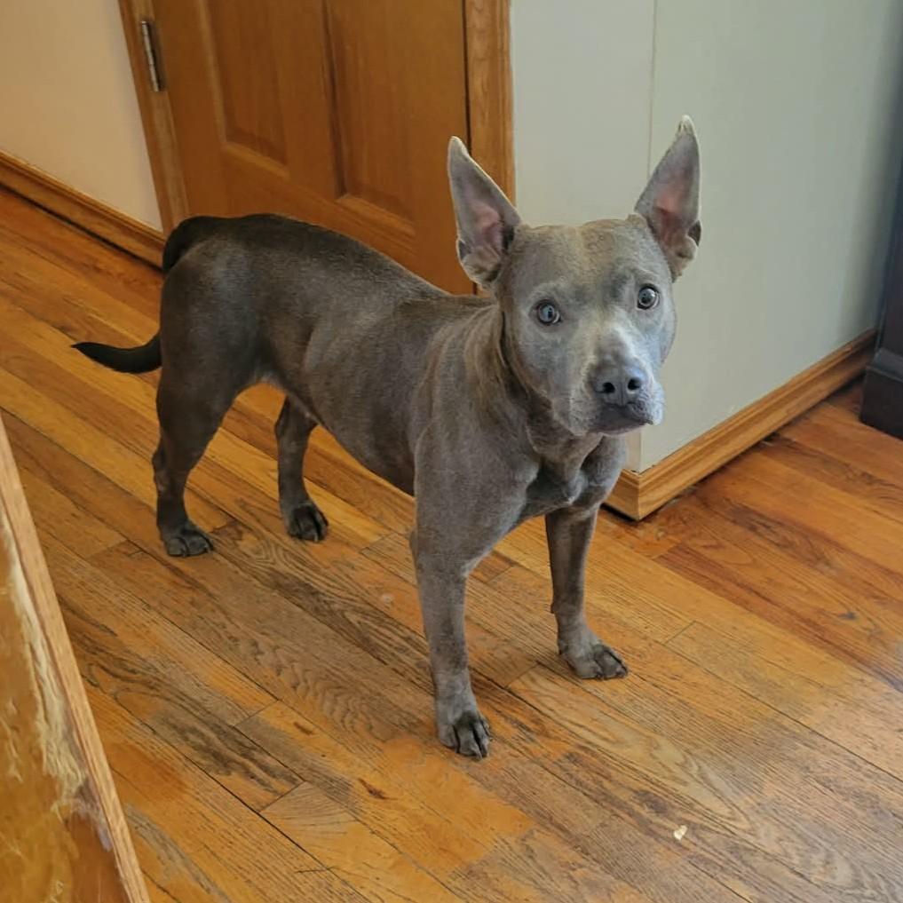 Gracie, a ADOPTABLE Pit Bull Terrier in Oregon, WI image 3/5