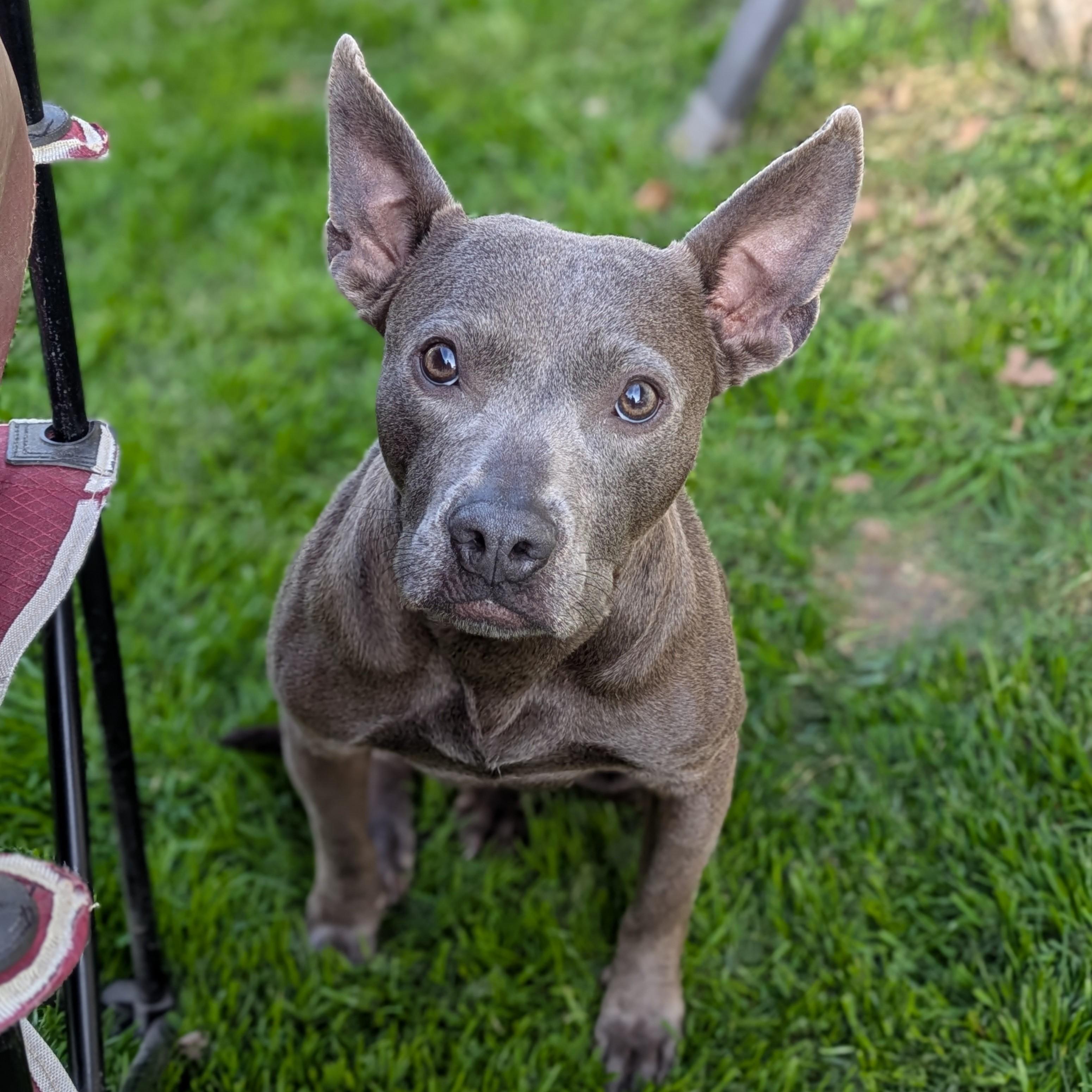Gracie, a ADOPTABLE Pit Bull Terrier in Oregon, WI image 1/5