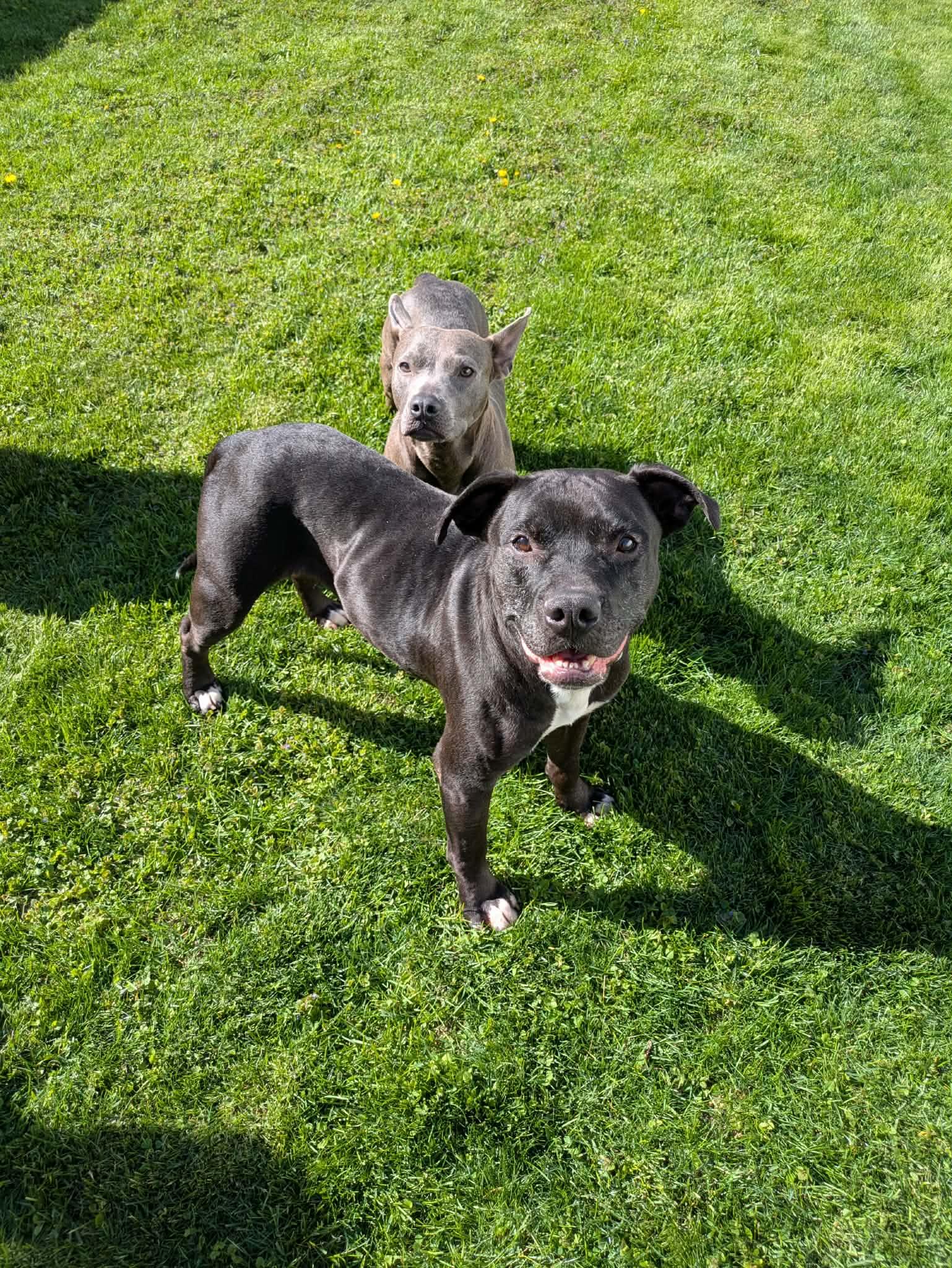 Gracie, a ADOPTABLE Pit Bull Terrier in Oregon, WI image 4/5