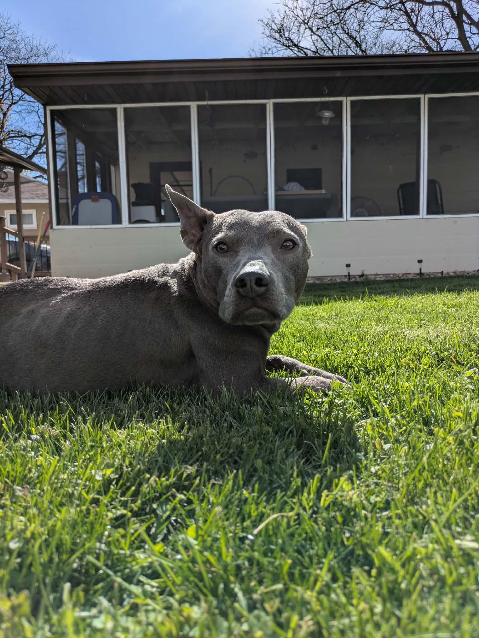 Gracie, a ADOPTABLE Pit Bull Terrier in Oregon, WI image 5/5