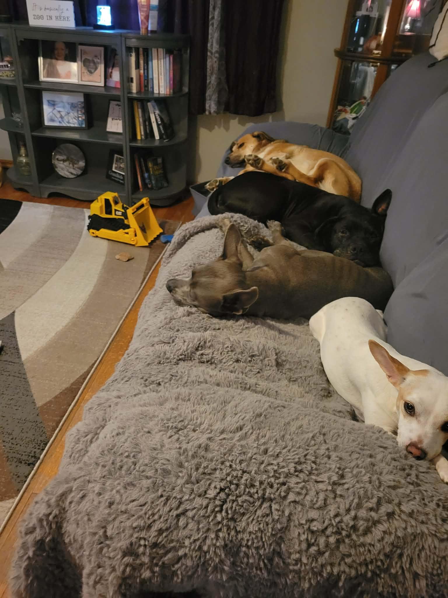 Gracie, a ADOPTABLE Pit Bull Terrier in Oregon, WI image 2/5