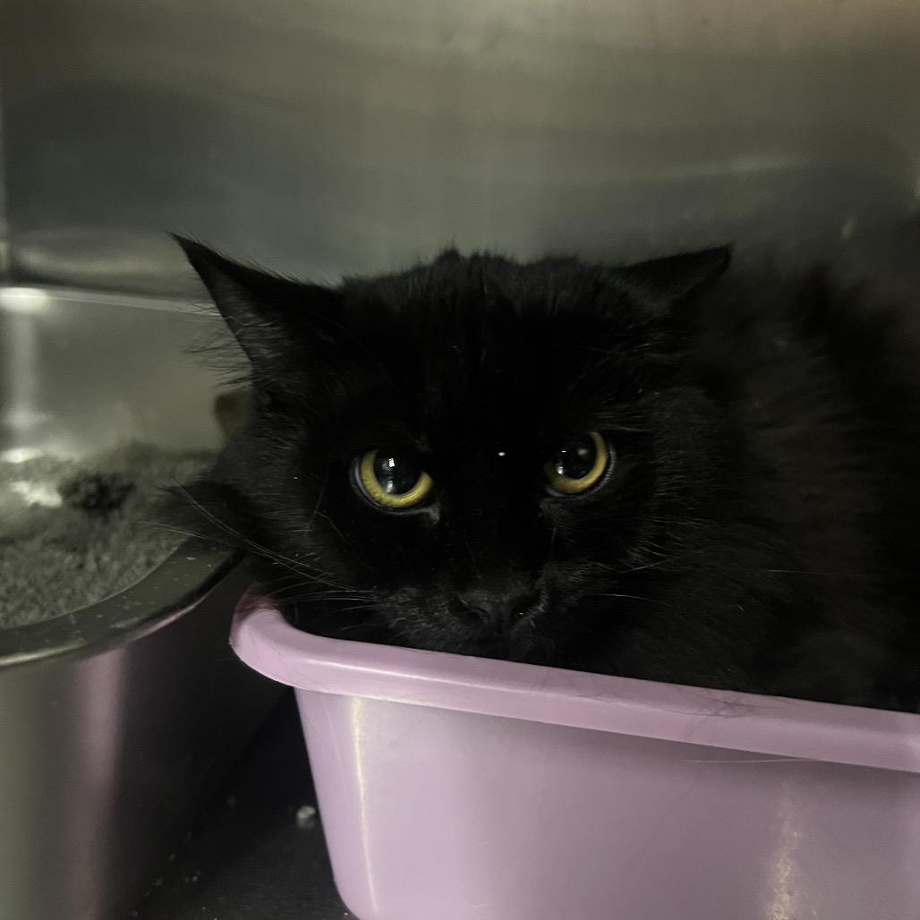 Cassie, Adoptable, Young Female Domestic Short Hair.