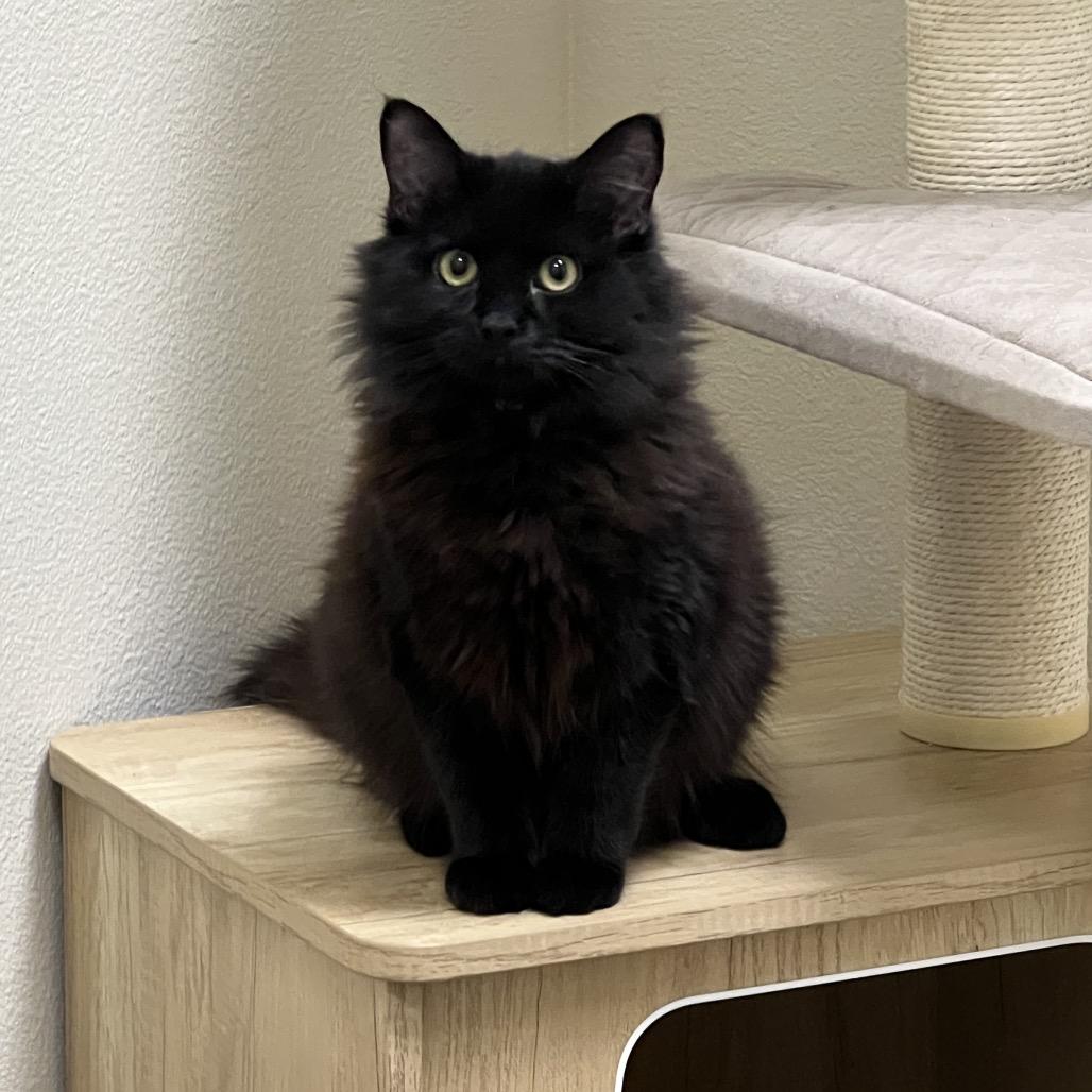 Enlarge Cassie, a Adoptable Domestic Short Hair in Las Vegas, NV image 2/5