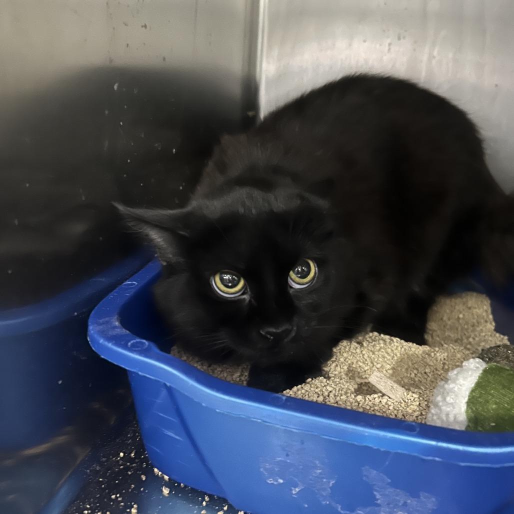 Enlarge Cassie, a Adoptable Domestic Short Hair in Las Vegas, NV image 3/5