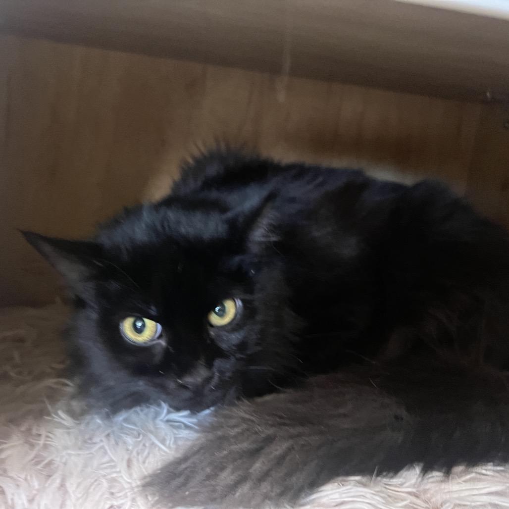 Enlarge Cassie, a Adoptable Domestic Short Hair in Las Vegas, NV image 4/5