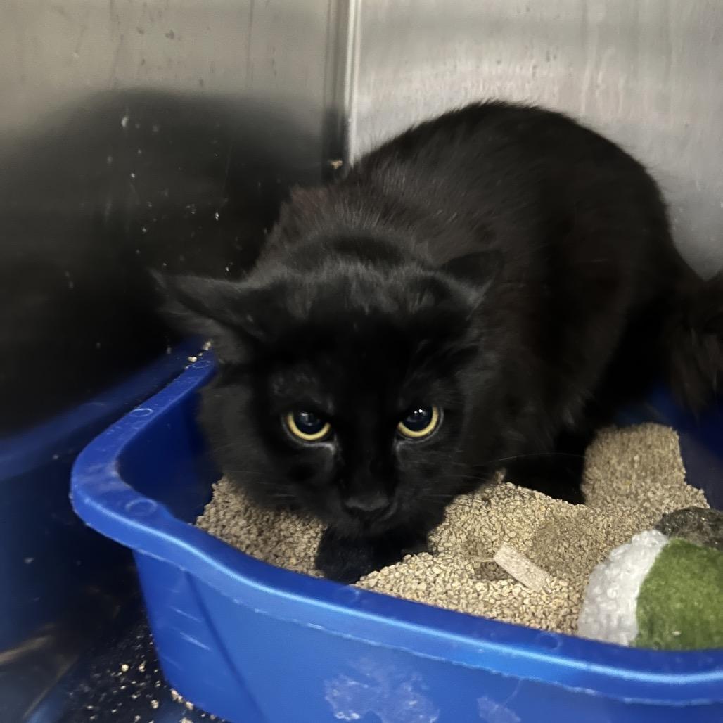 Enlarge Cassie, a Adoptable Domestic Short Hair in Las Vegas, NV image 5/5