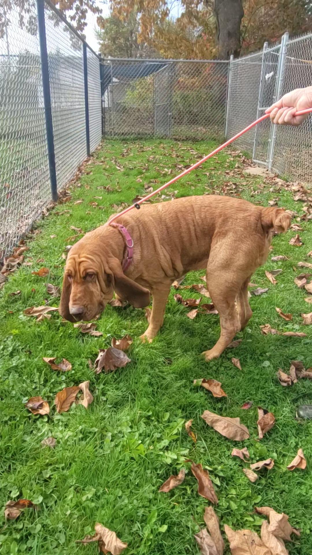 Enlarge Duchess, a Adoptable Bloodhound in Salem, OH image 2/2