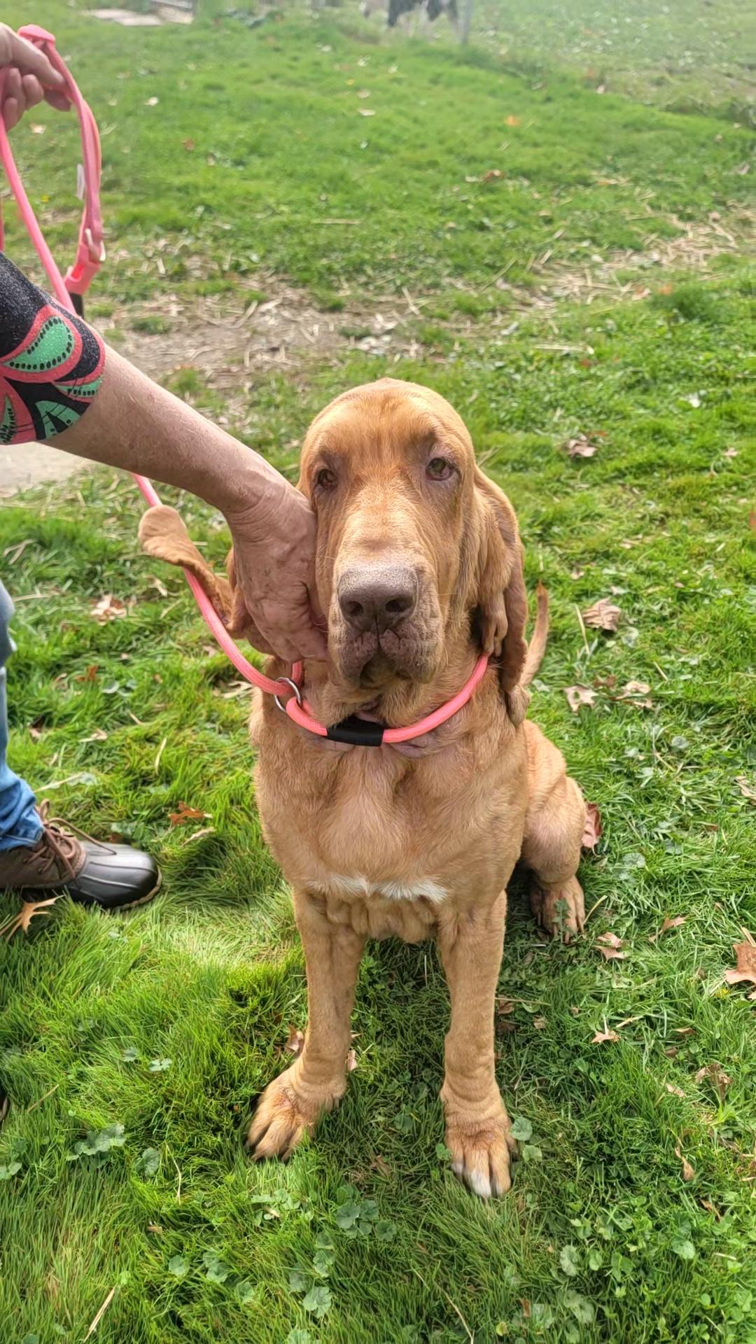 Duchess, Adoptable, Adult Female Bloodhound.