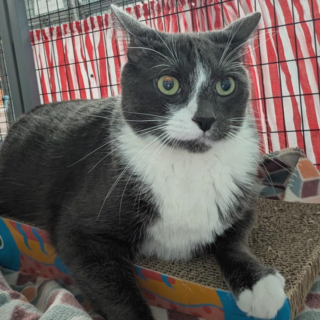 Boomer, Adoptable, Senior Male Domestic Short Hair.