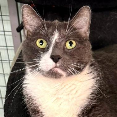 Enlarge Boomer, a Adoptable Domestic Short Hair in Redwood Valley, CA image 2/5