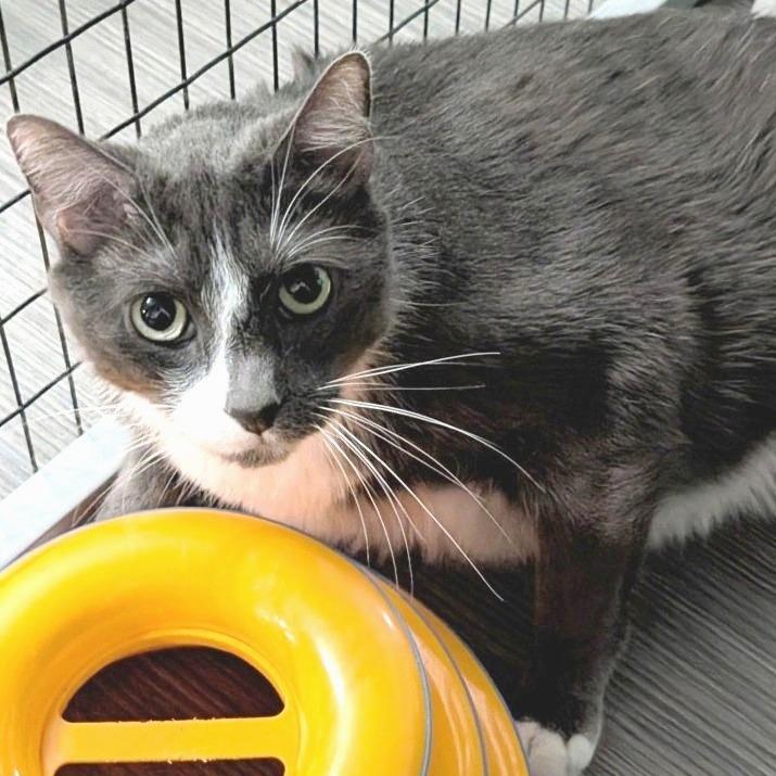 Enlarge Boomer, a Adoptable Domestic Short Hair in Redwood Valley, CA image 3/5