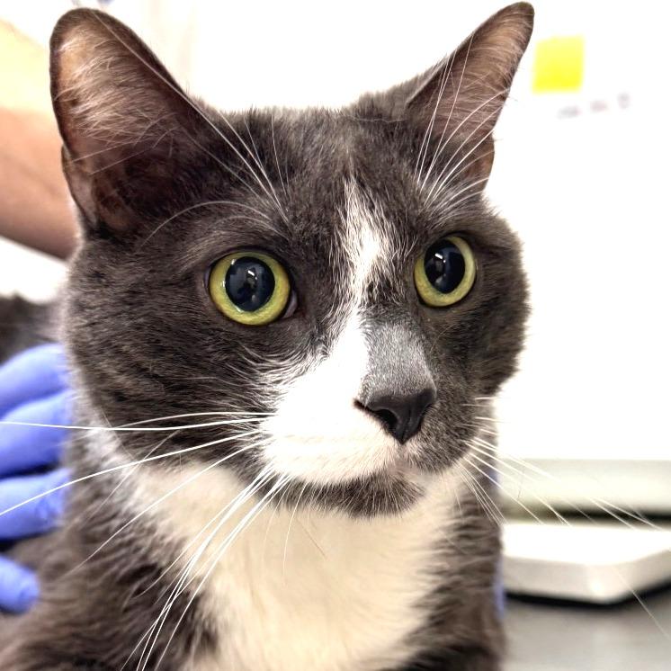Enlarge Boomer, a Adoptable Domestic Short Hair in Redwood Valley, CA image 4/5