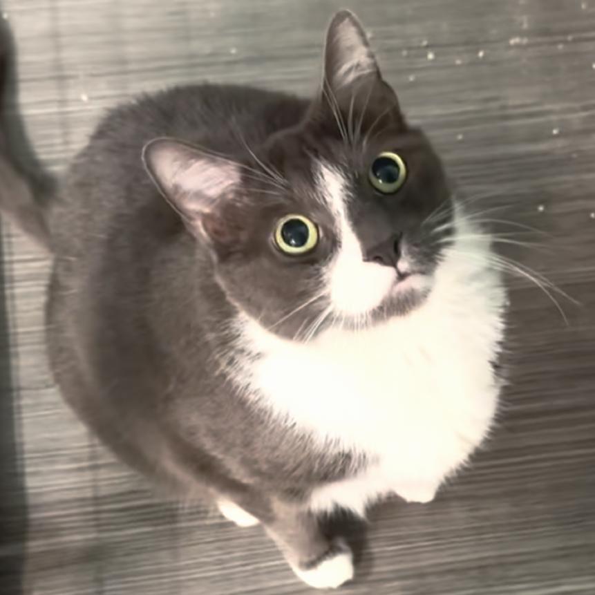 Enlarge Boomer, a Adoptable Domestic Short Hair in Redwood Valley, CA image 5/5