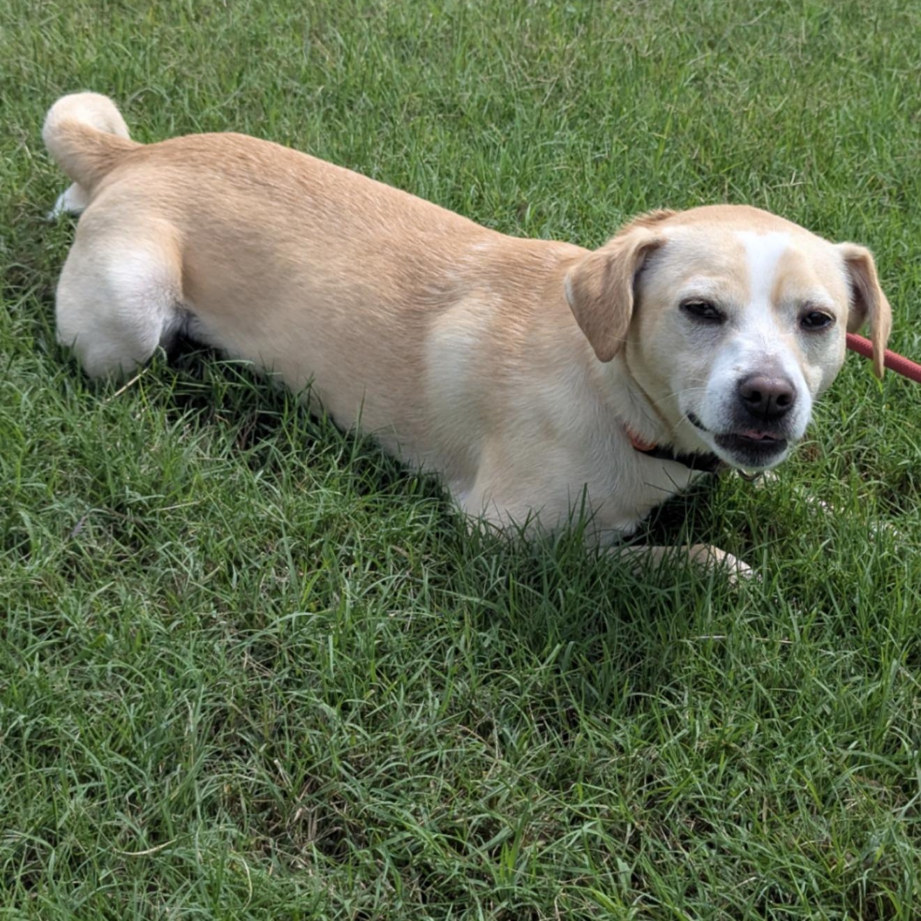 Enlarge Max, a Adoptable mixed breed in Benton Harbor , MI image 2/5
