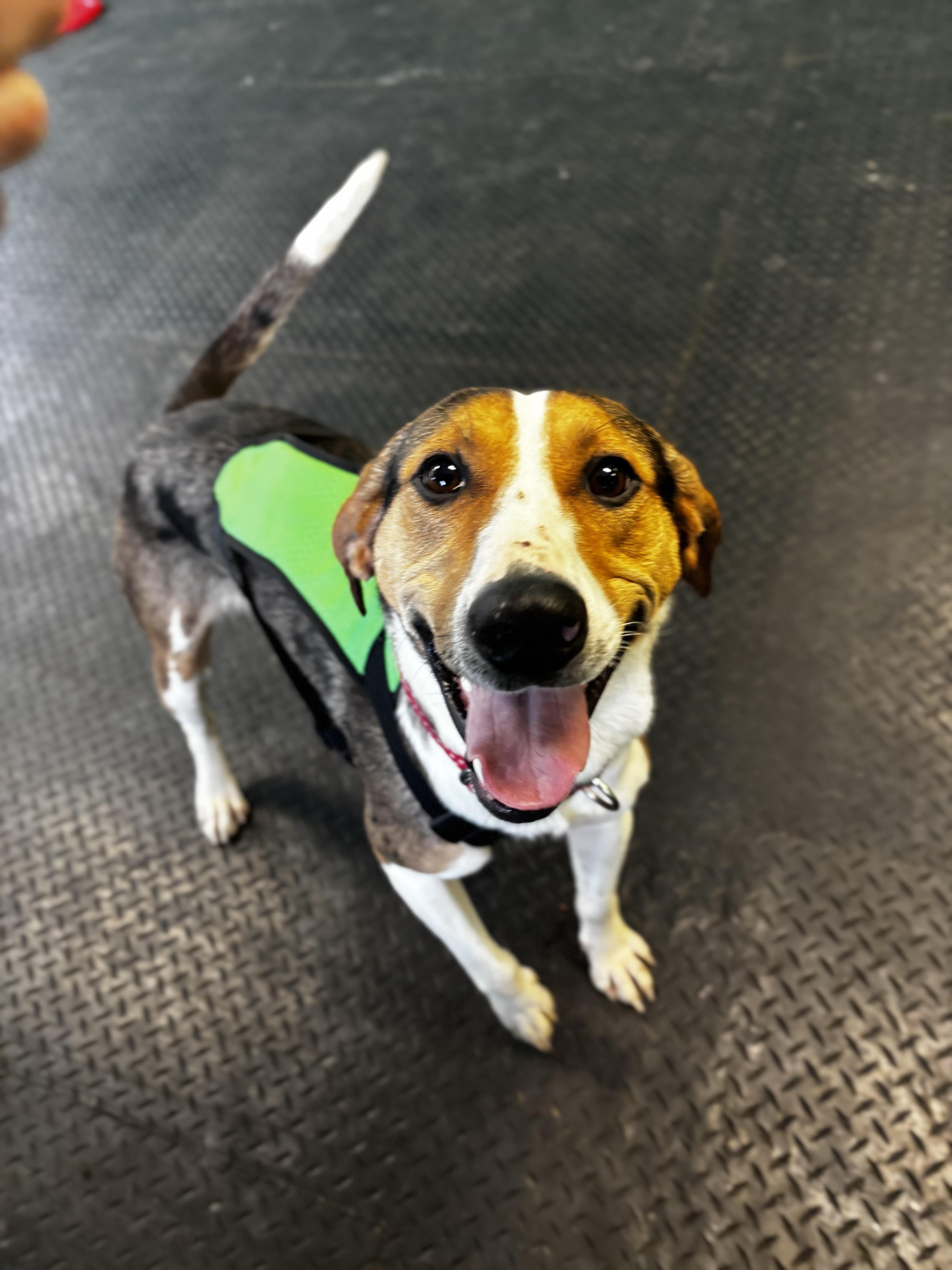 Hank, ADOPTABLE, Adult Male Hound.