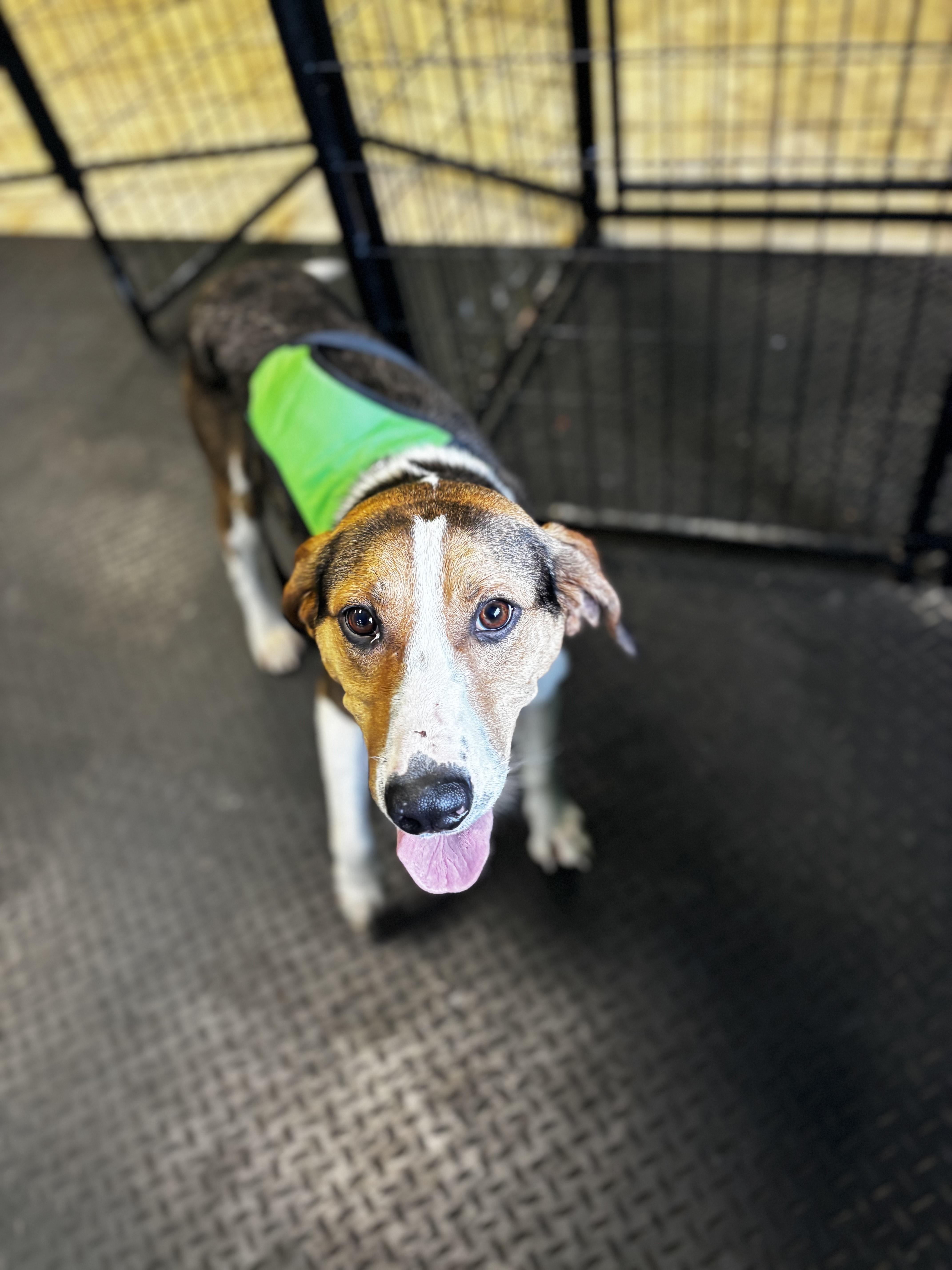 Enlarge Hank, a ADOPTABLE Hound in Dodgeville, WI image 2/2