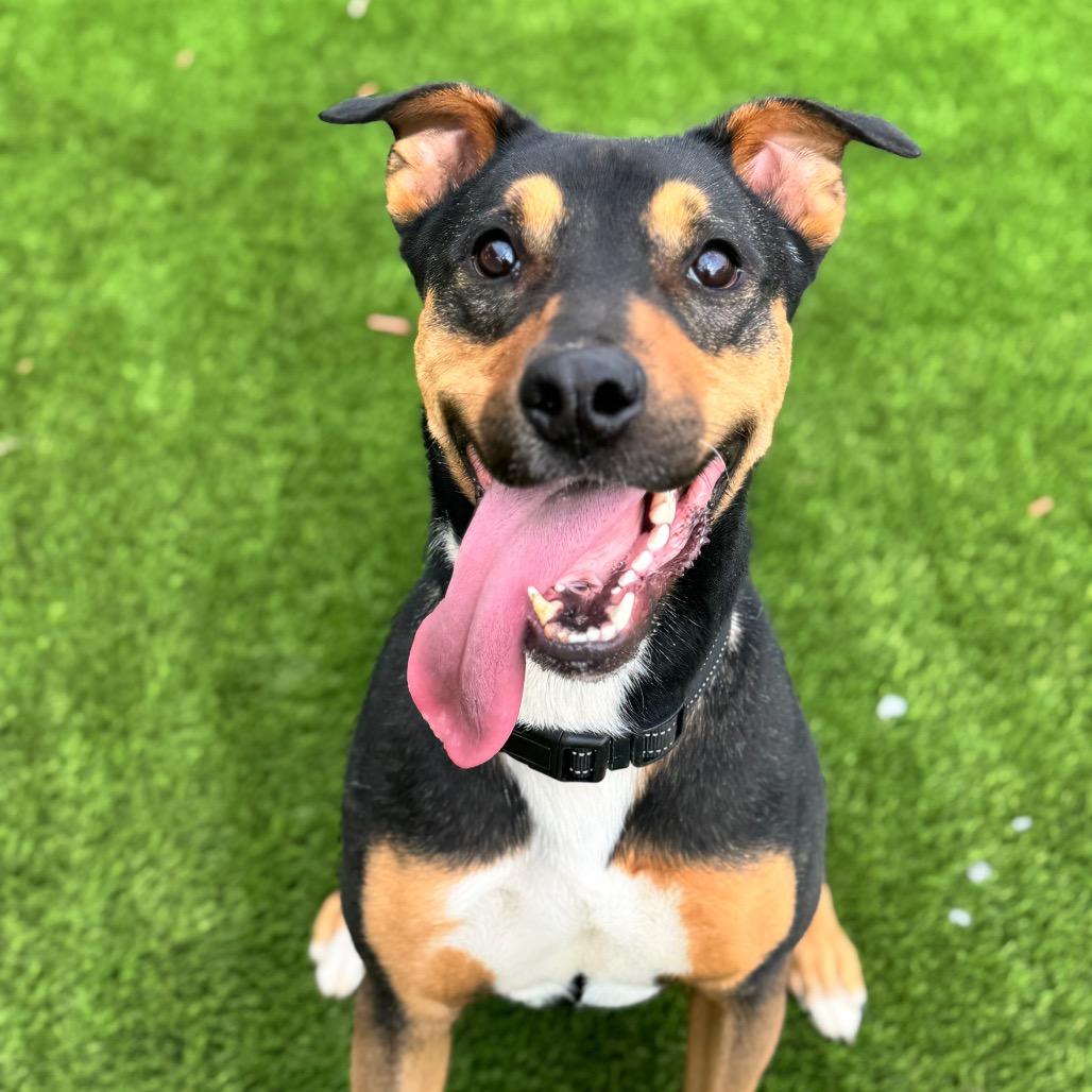 Tank, Adoptable, Adult Male German Shepherd Dog.