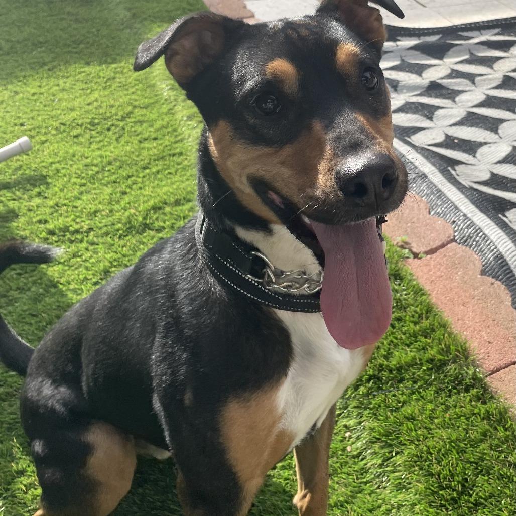 Tank, Adoptable, Adult Male German Shepherd Dog.