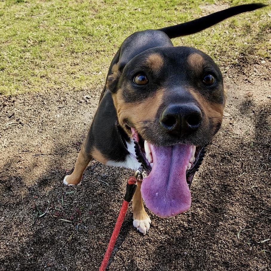 Enlarge Tank, a Adoptable German Shepherd Dog in San Diego, CA image 3/6