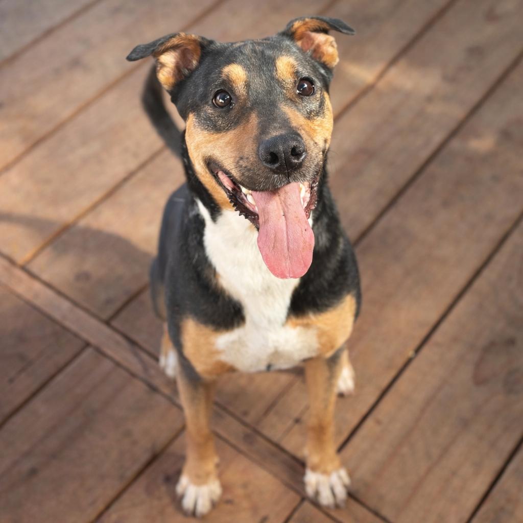 Tank, Adoptable, Adult Male German Shepherd Dog.