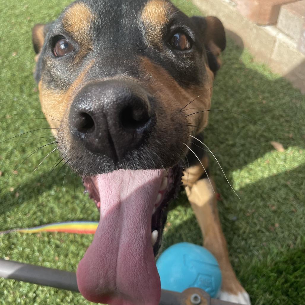 Enlarge Tank, a Adoptable German Shepherd Dog in San Diego, CA image 5/6