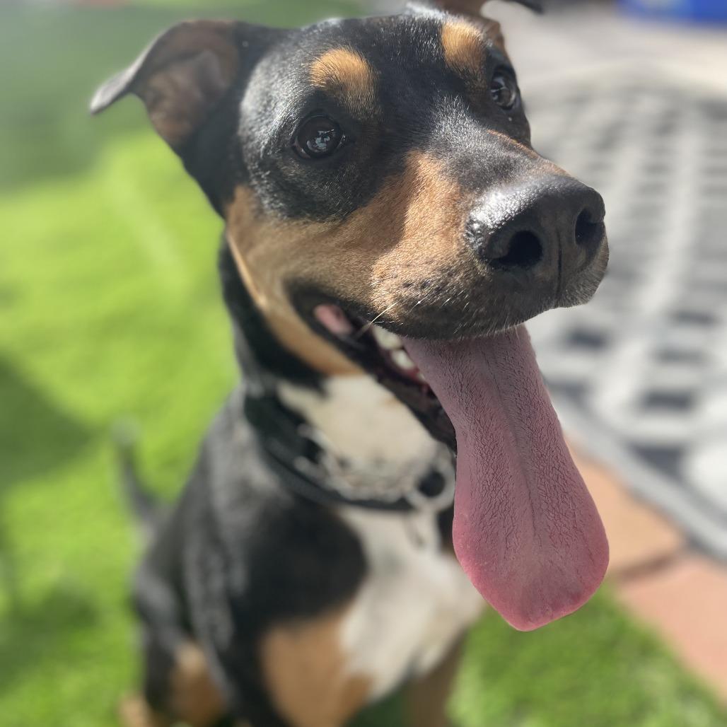 Enlarge Tank, a Adoptable German Shepherd Dog in San Diego, CA image 6/6