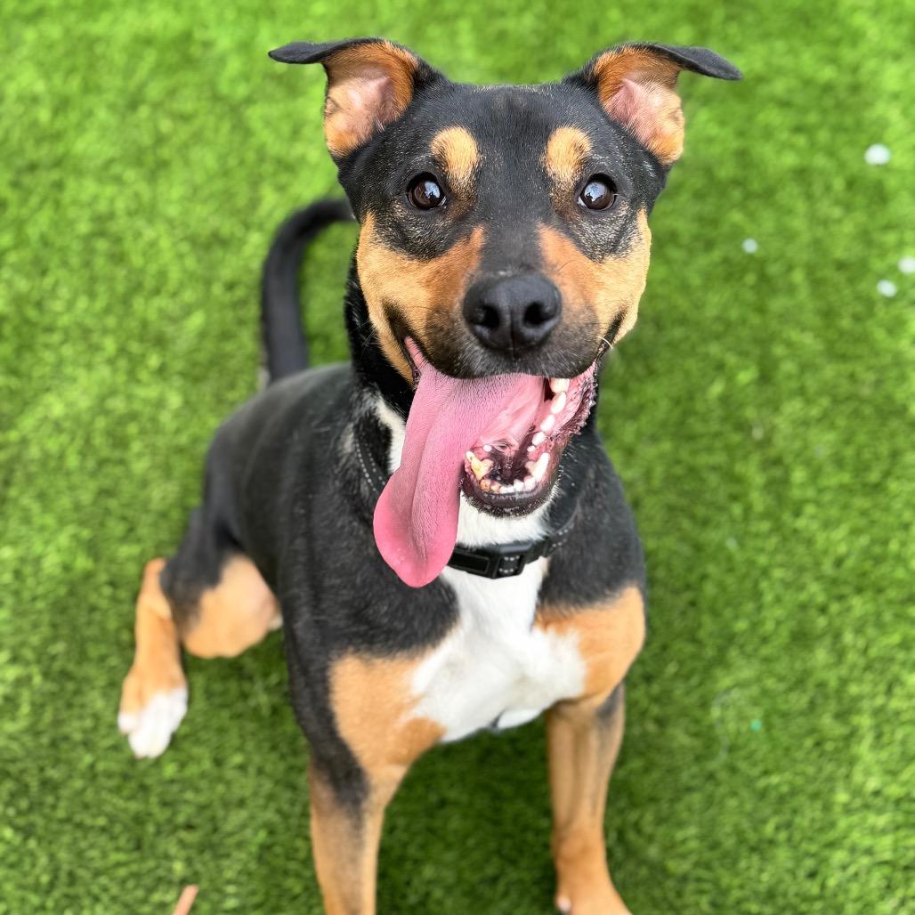 Enlarge Tank, a Adoptable German Shepherd Dog in San Diego, CA image 5/6