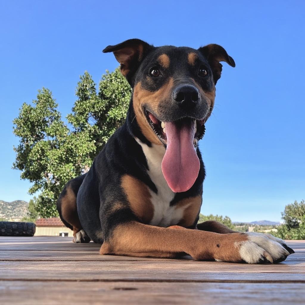 Enlarge Tank, a Adoptable German Shepherd Dog in San Diego, CA image 6/6