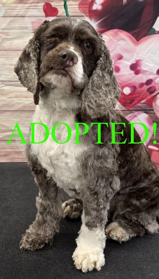 Enlarge Rollie, a Adoptable Cocker Spaniel in Westminster, MD image 3/3