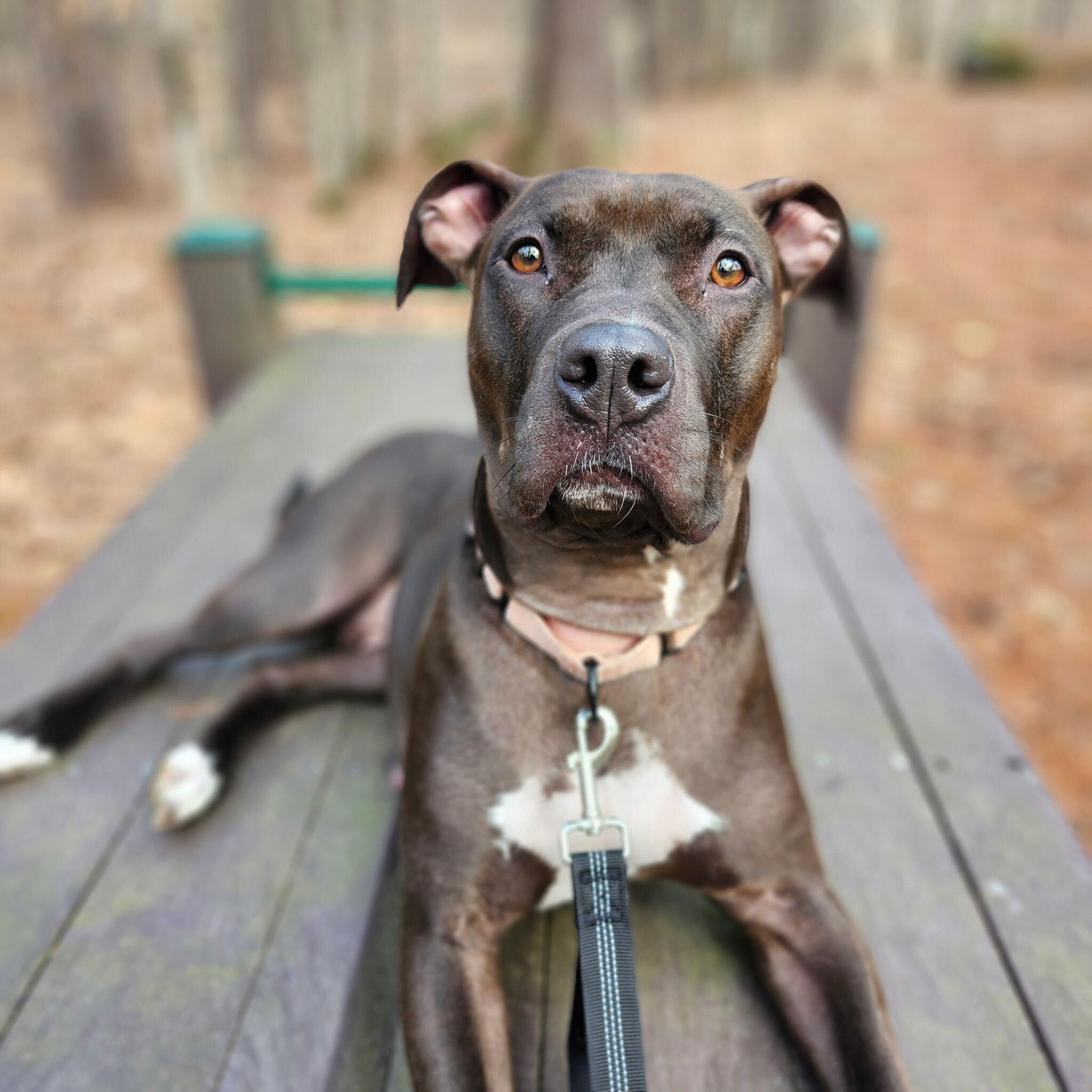 Enlarge Peppermint Mocha- In Foster, an adoptable mixed breed in Manchester, NH image 3/5
