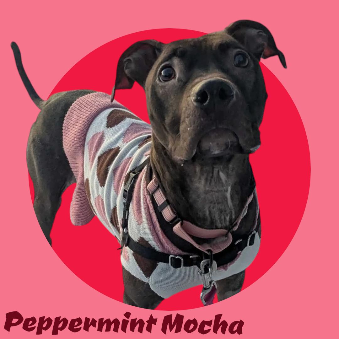 Peppermint Mocha- In Foster, adoptable, Adult Female Mixed Breed.