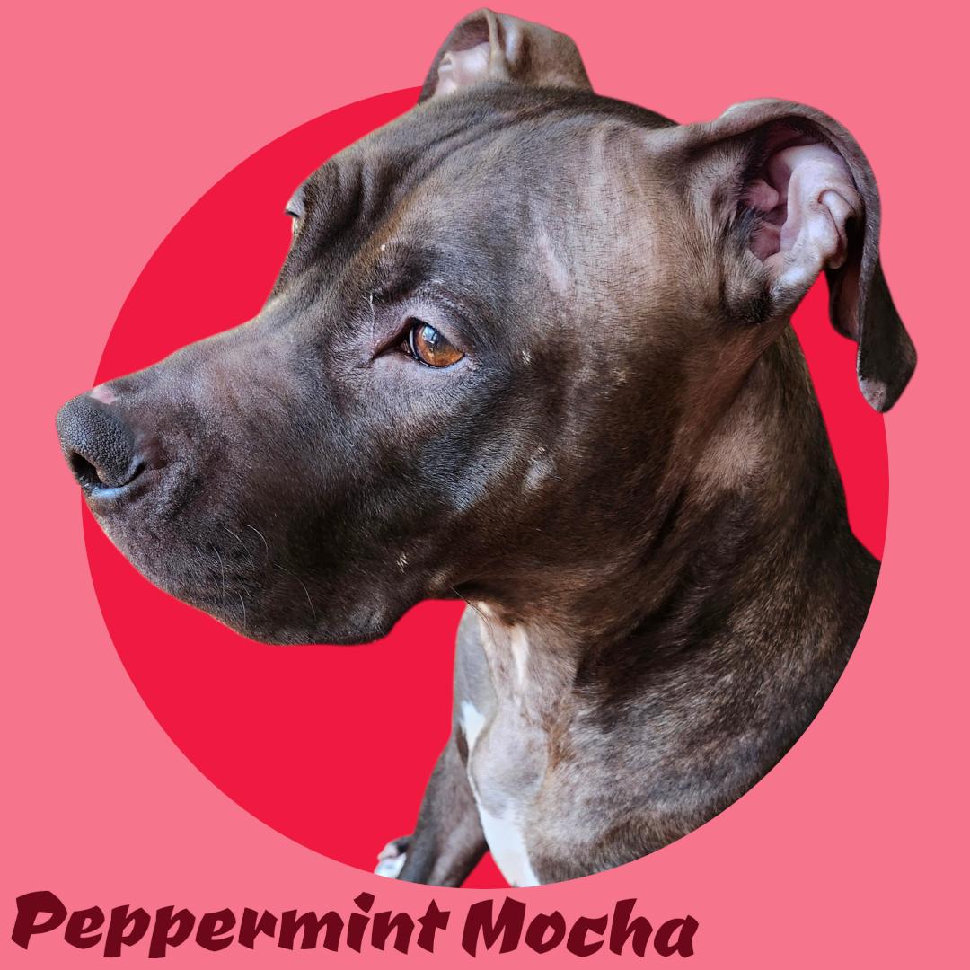 Enlarge Peppermint Mocha- In Foster, an adoptable mixed breed in Manchester, NH image 1/1