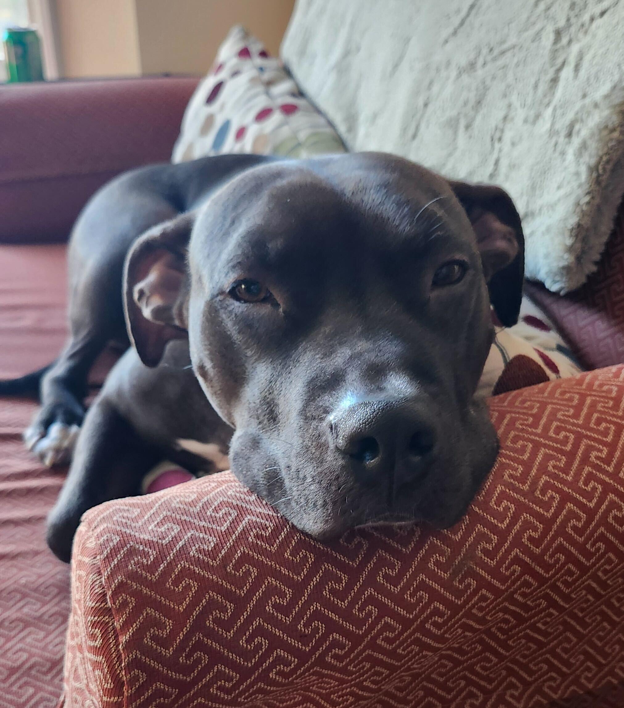 Enlarge Peppermint Mocha- In Foster, an adoptable mixed breed in Manchester, NH image 5/5