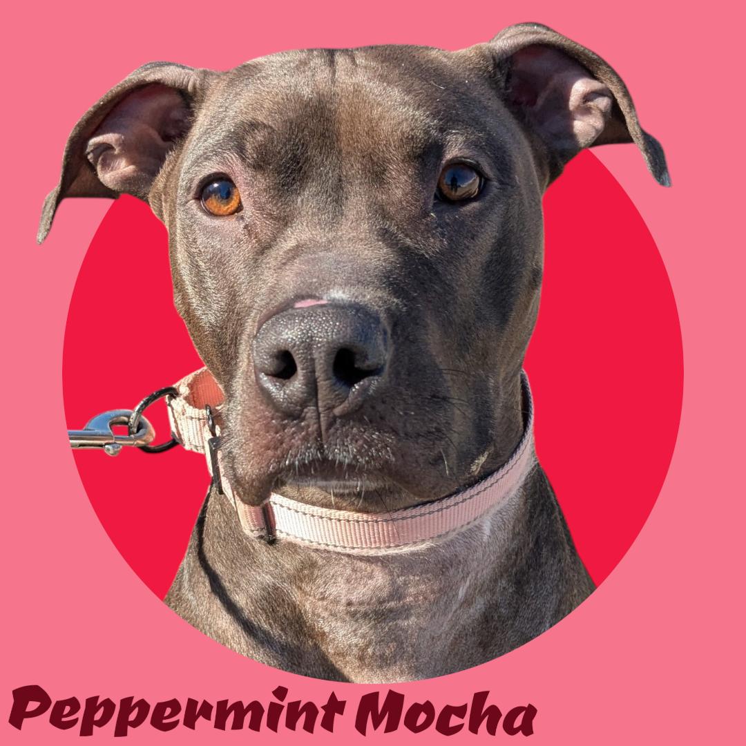 Peppermint Mocha- In Foster, adoptable, Adult Female Mixed Breed.
