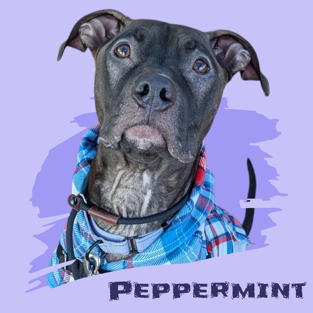 Enlarge Peppermint Mocha, an adoptable mixed breed in Manchester, NH image 1/1