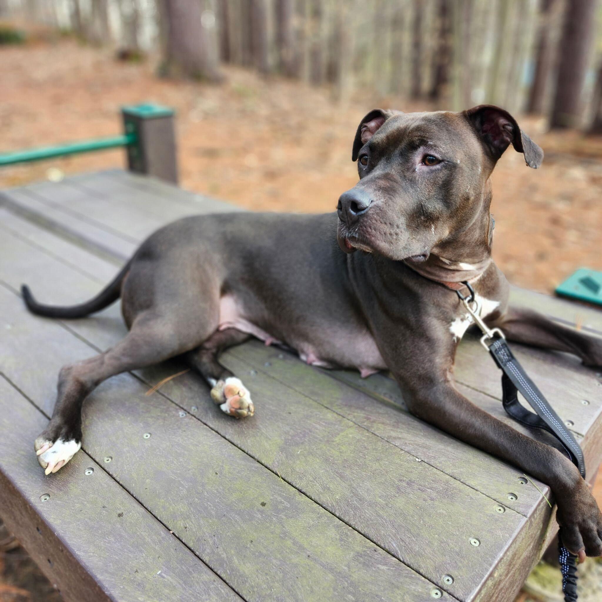 Enlarge Peppermint Mocha- In Foster, an adoptable mixed breed in Manchester, NH image 4/5
